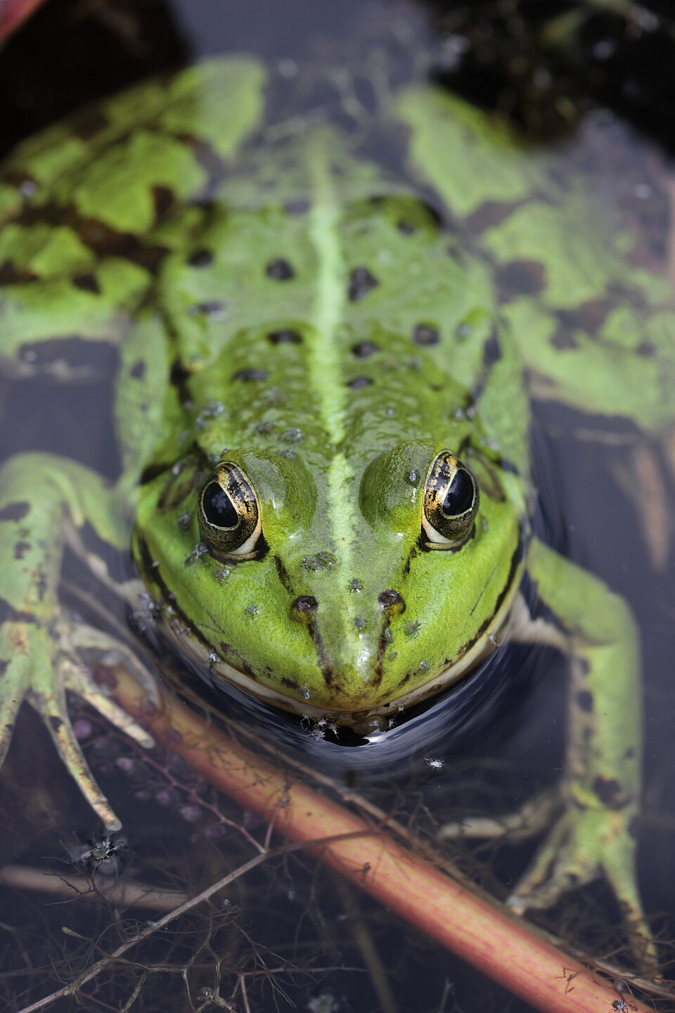 edible frog
