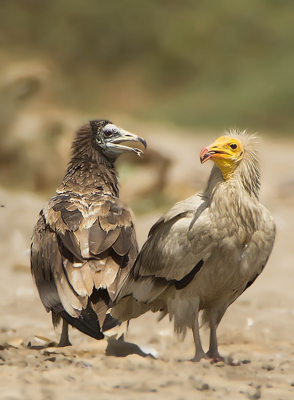 Egyptian Vulture