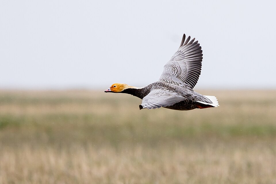 Emperor Goose