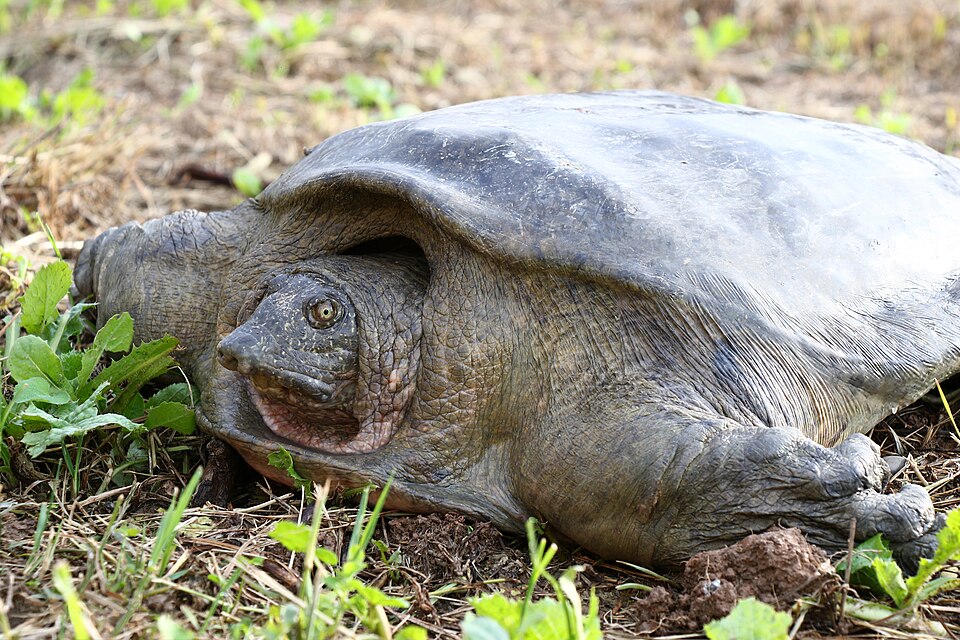 Euphrates softshell turtle