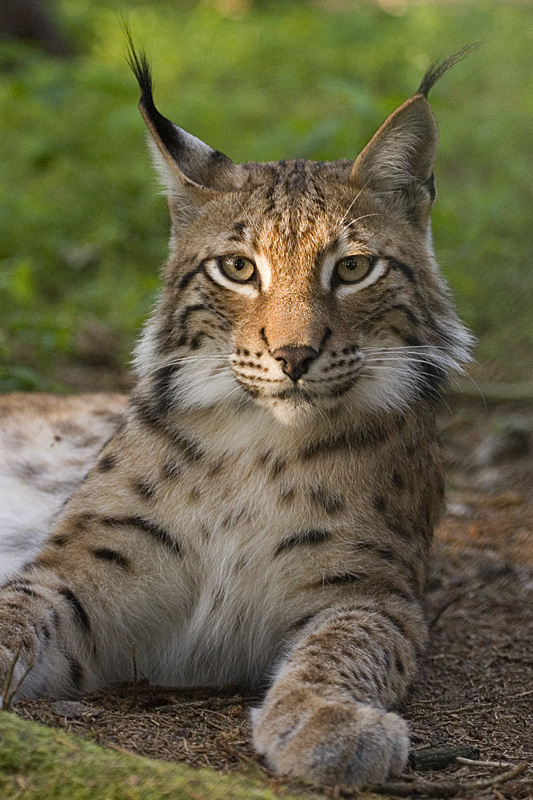 Eurasian lynx