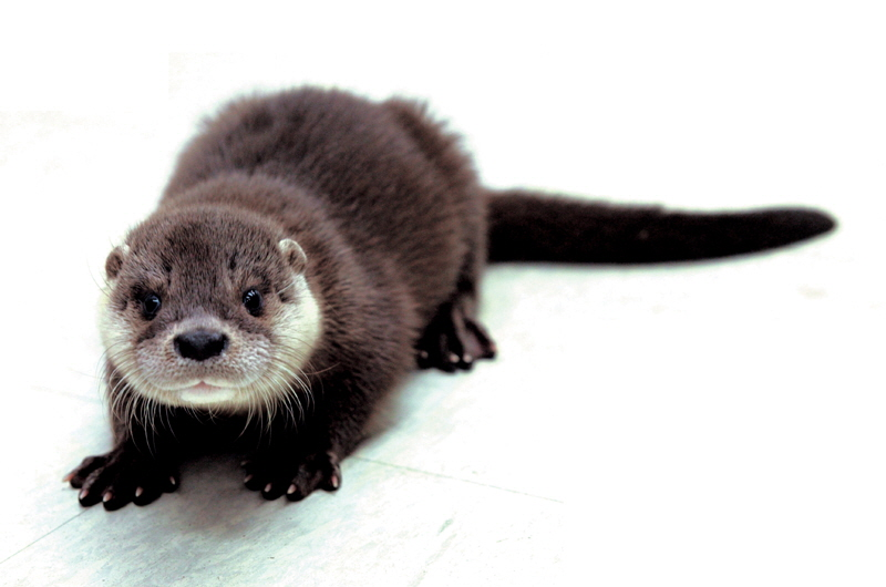 Eurasian otter