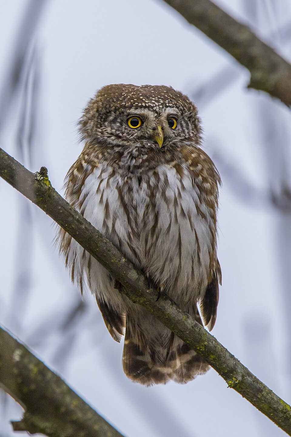 Eurasian Pygmy Owlet
