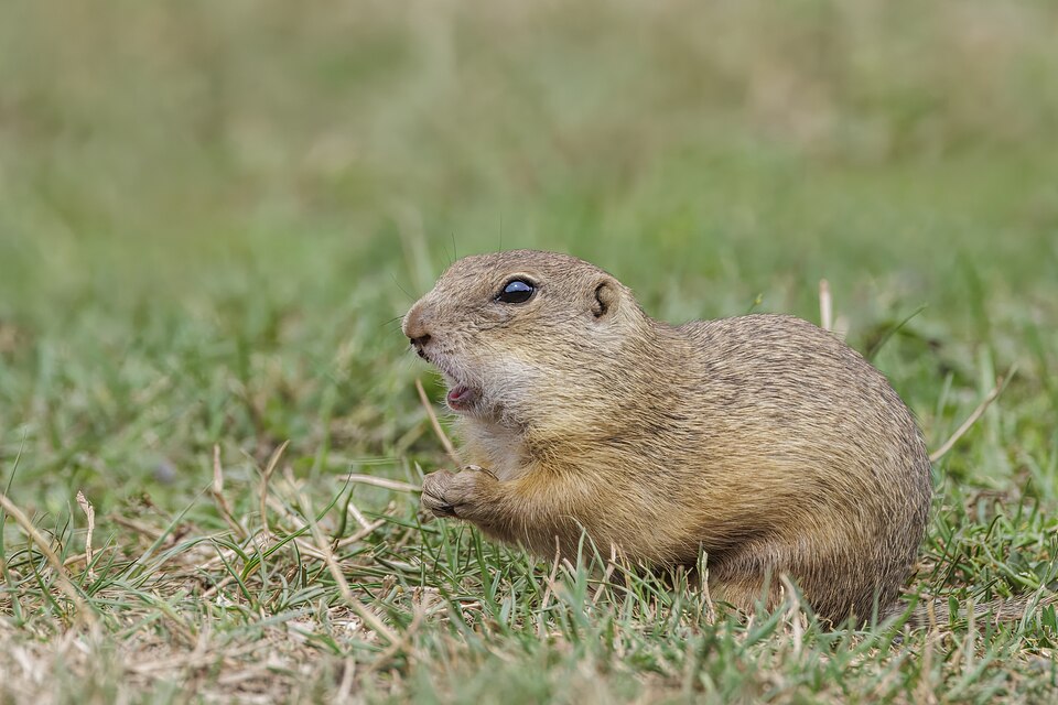 European ground squirrel