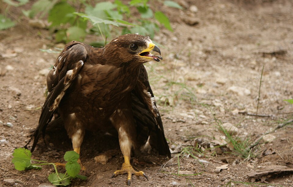European honey buzzard