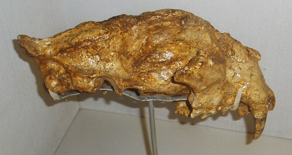European jaguar
