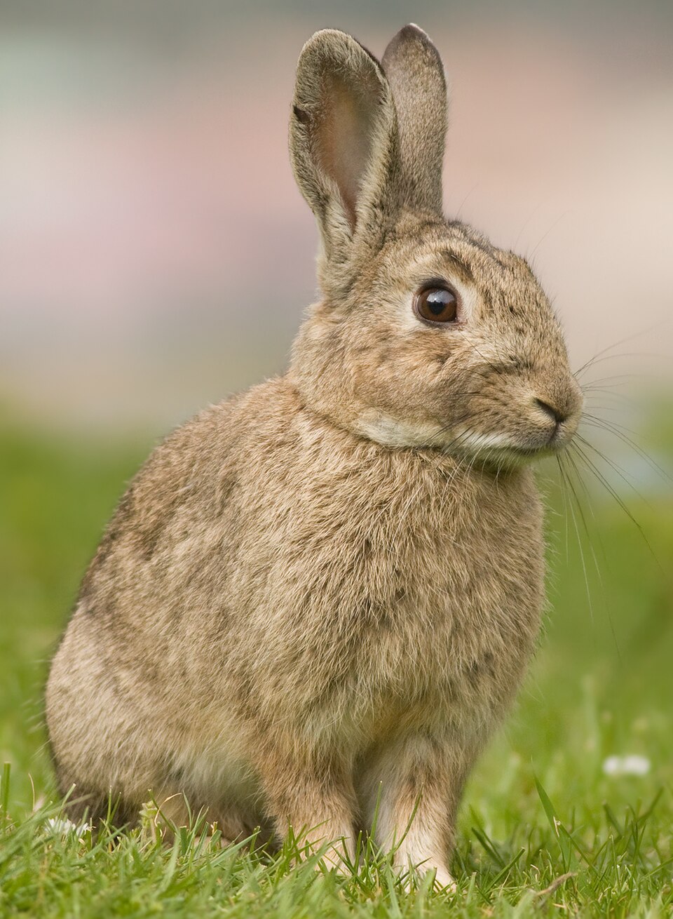 European Rabbit