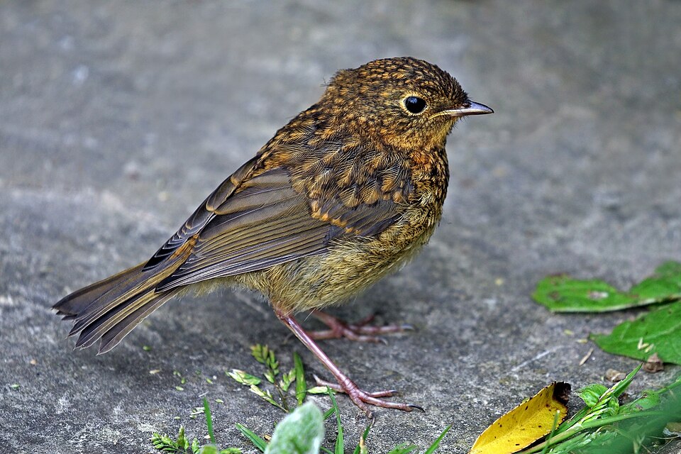 European robin