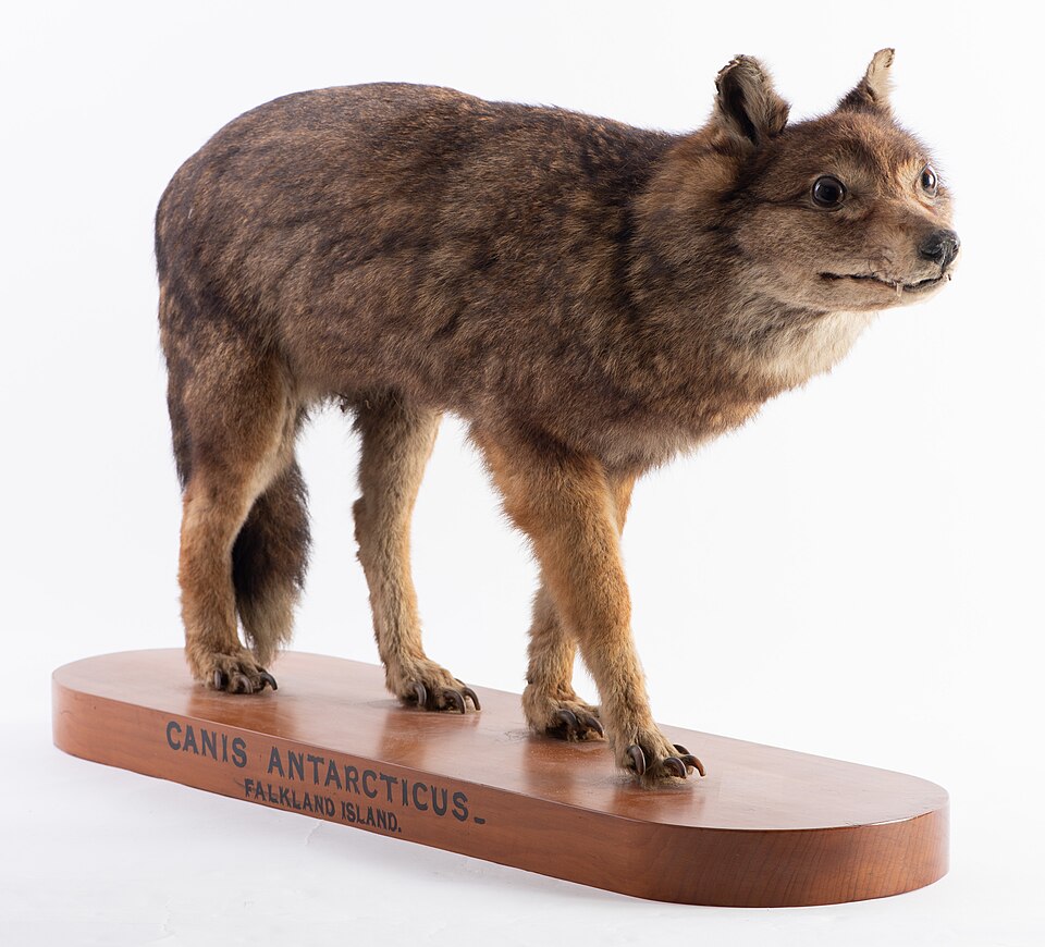 Falkland Islands wolf