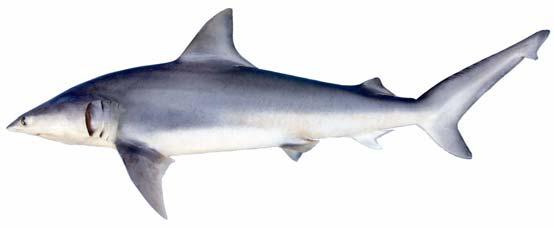 Finetooth shark