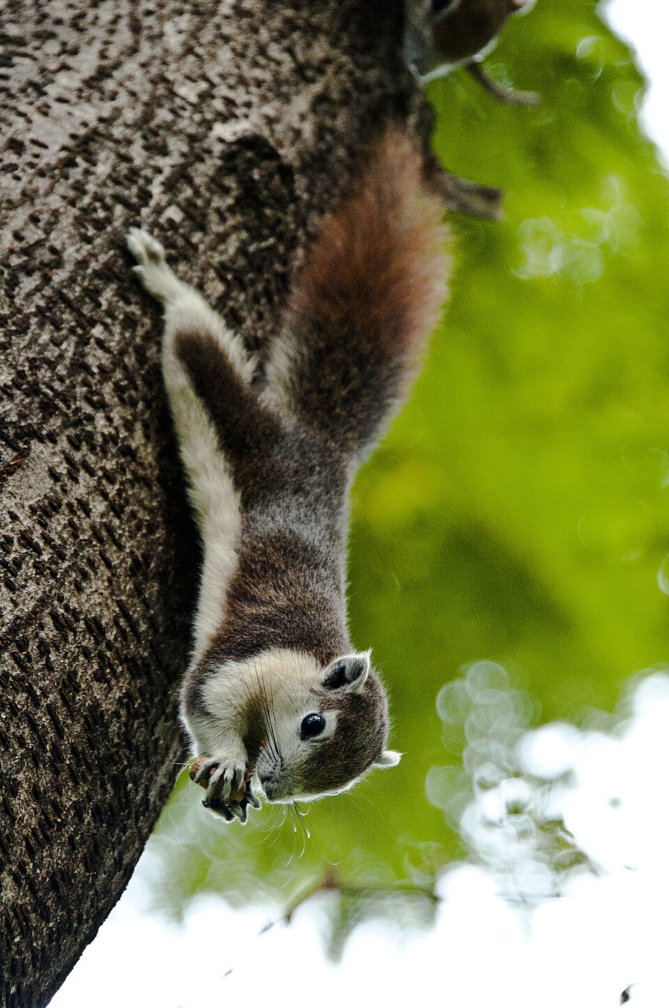 Finlayson's squirrel