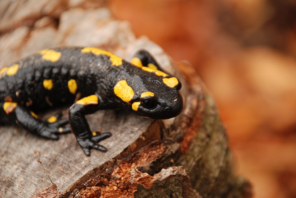 fire salamander
