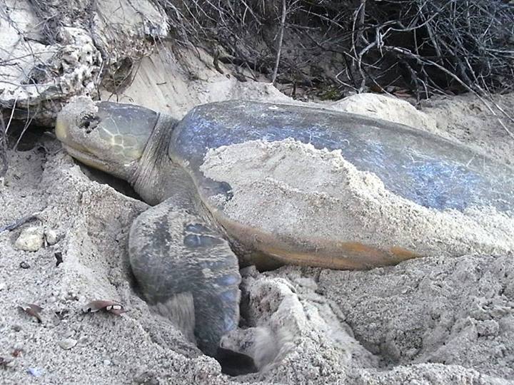 Flatback sea turtle