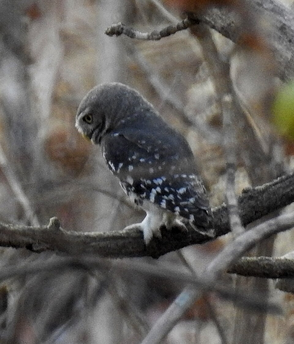 Forest owlet