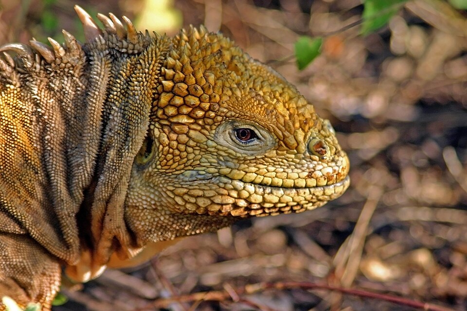 Galapagos land iguana