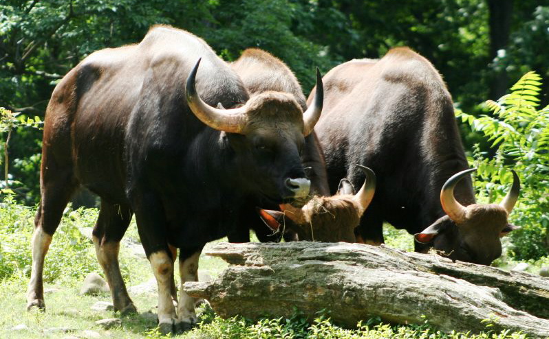 Gaur