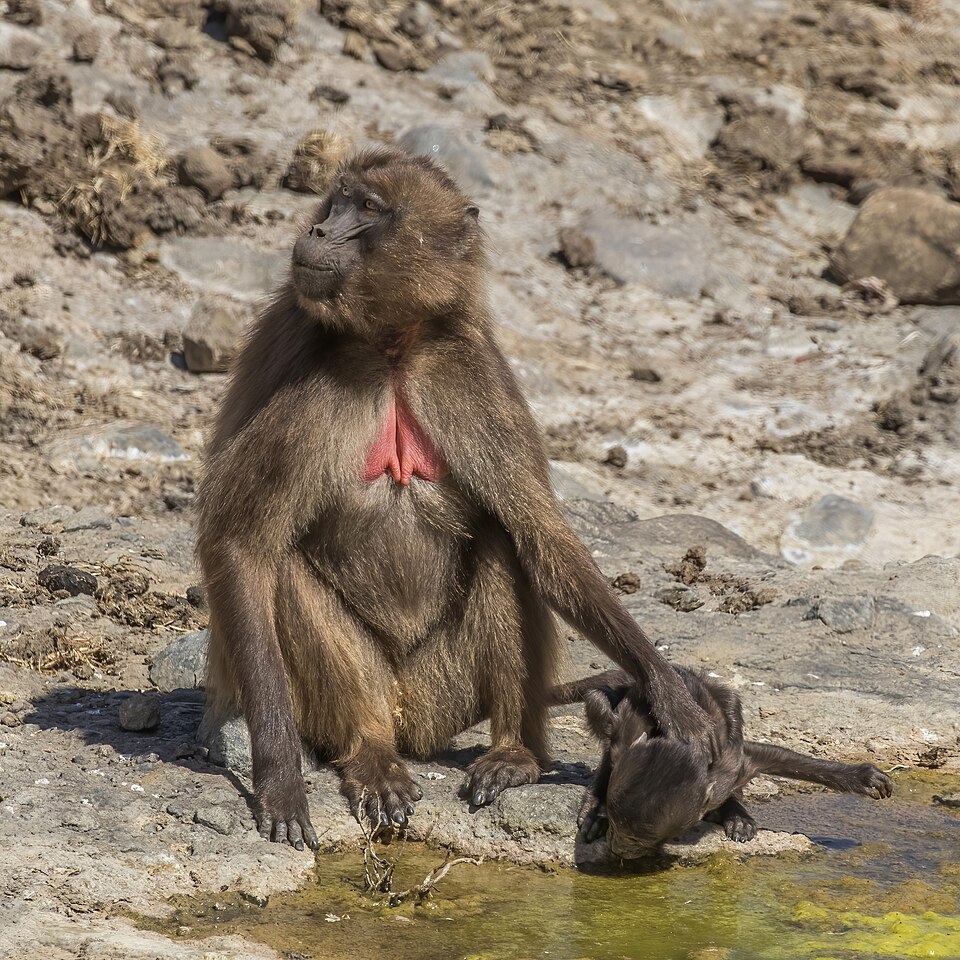 Gelada