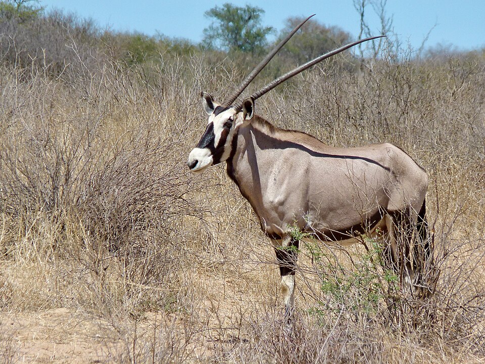 Gemsbok