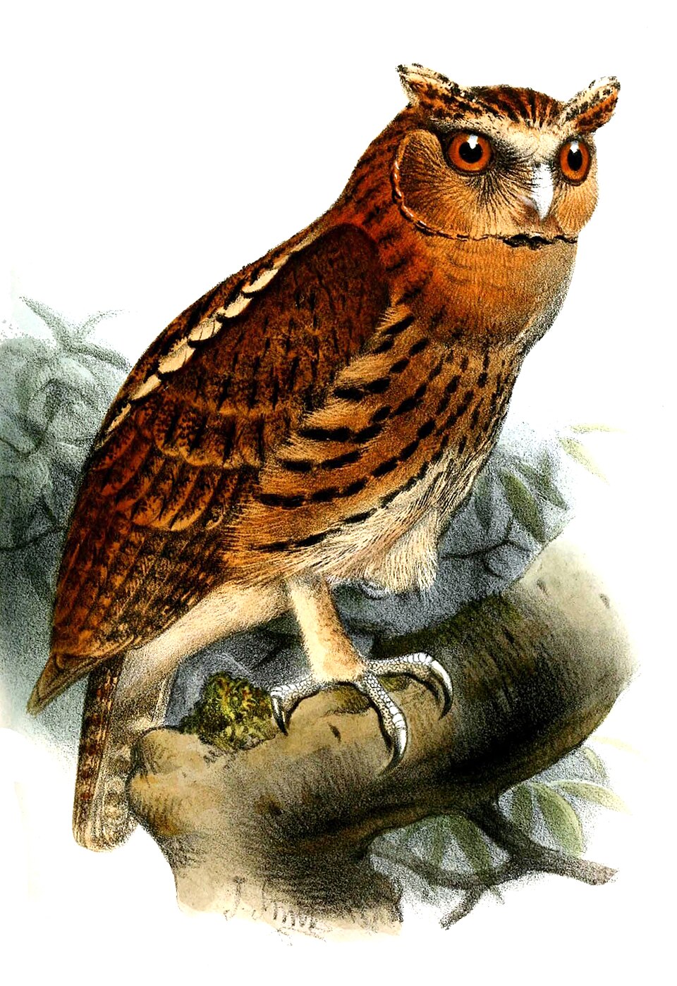 Giant Scops Owl