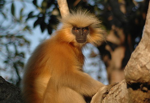 Golden langur