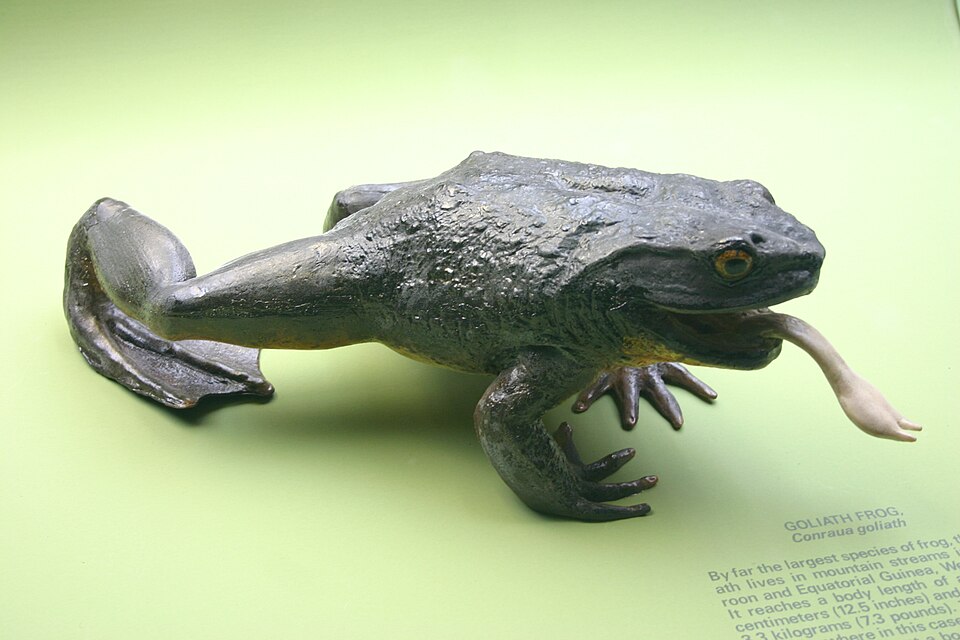 Goliath frog