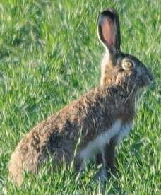 Granada hare