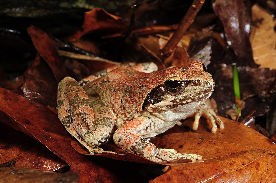 Greek Stream Frog