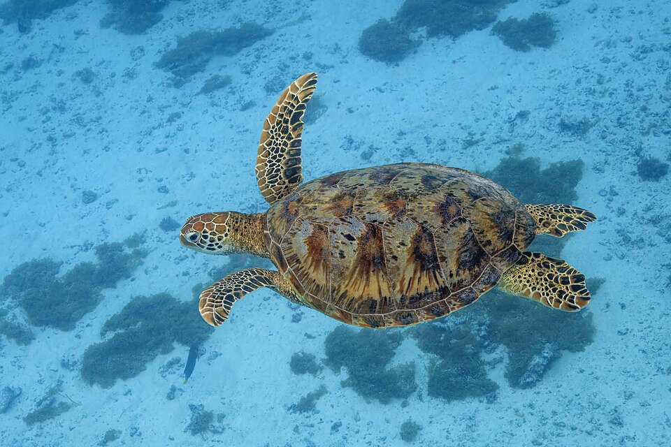 Green sea turtle