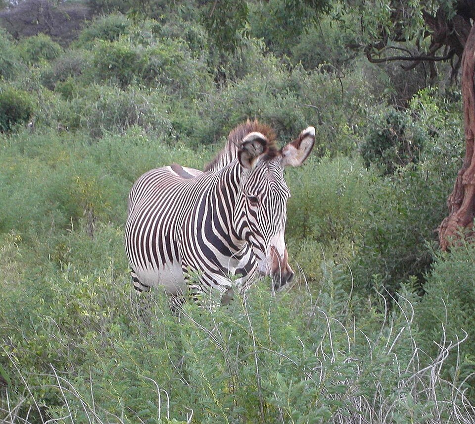 Grevy's zebra