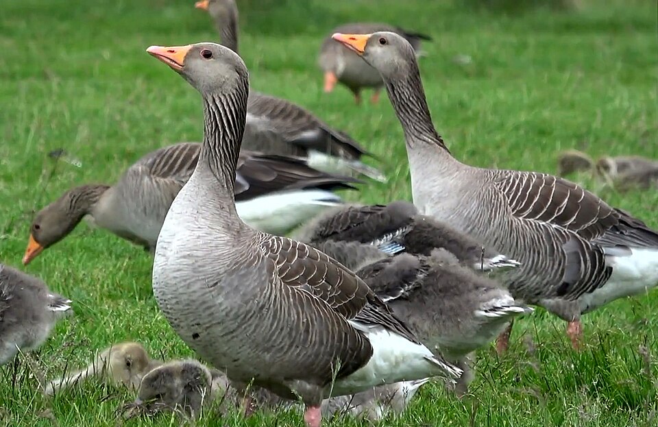 Greylag Goose