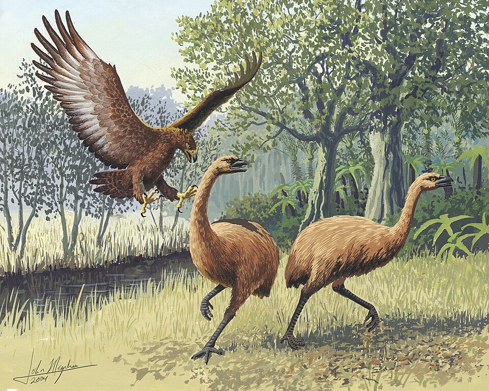 Haast's Eagle