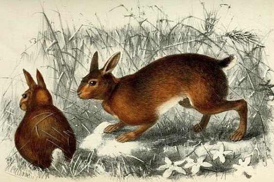 Hainan hare