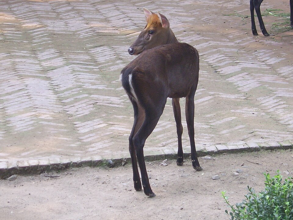 hairy-fronted muntjac