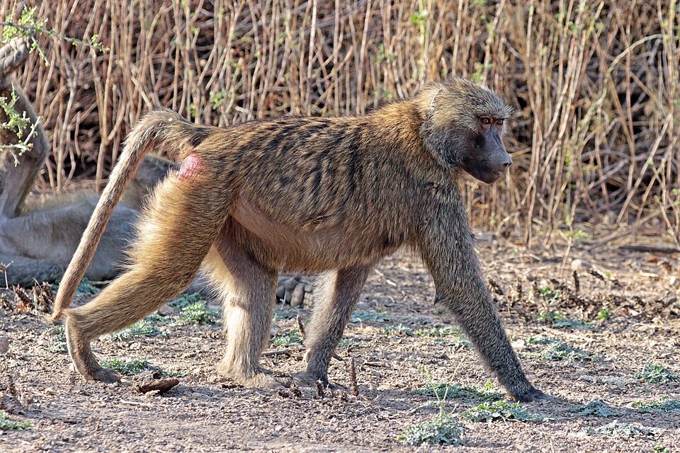 hamadryas baboon