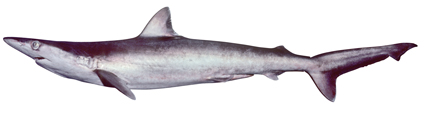 hardnose shark