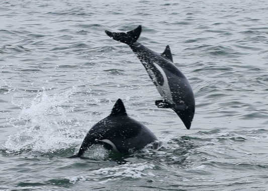 Haviside's dolphin