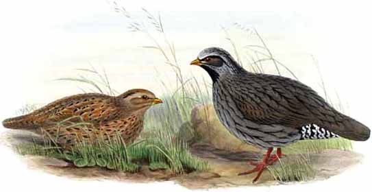 Himalayan quail