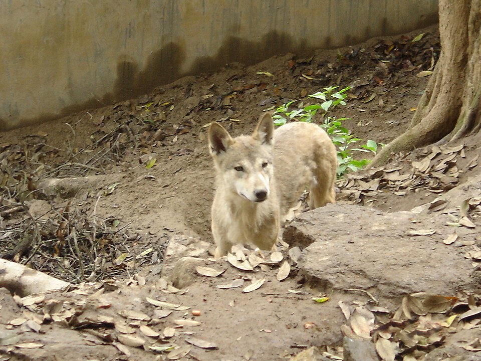 Himalayan wolf