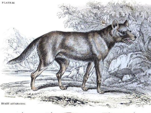 Hoary fox