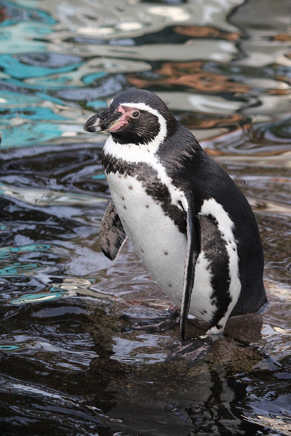 Humboldt Penguin