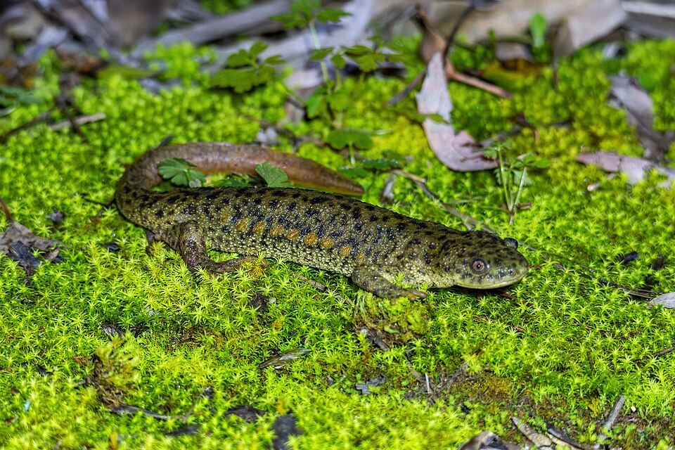 Iberian ribbed newt