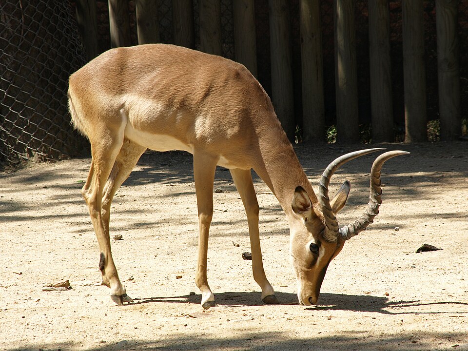 impala