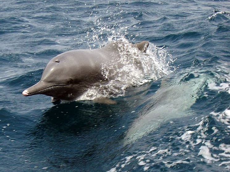 Indian Ocean humpback dolphin