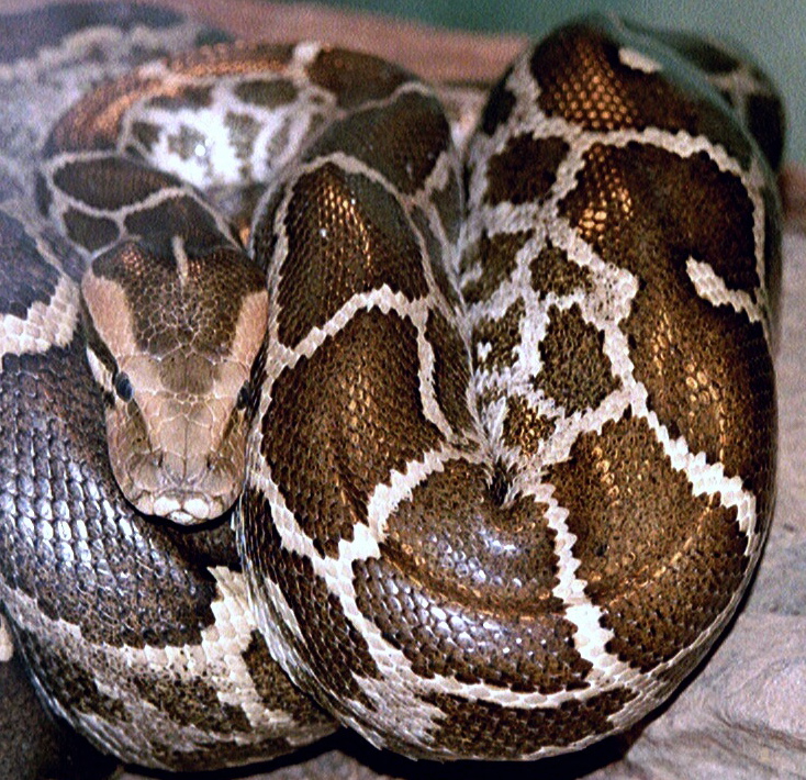 Indian python