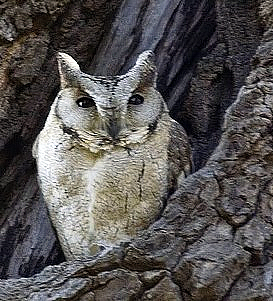 Indian Scops Owl