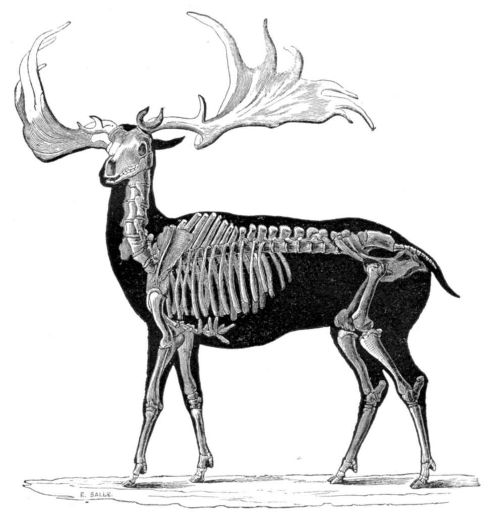 Irish elk