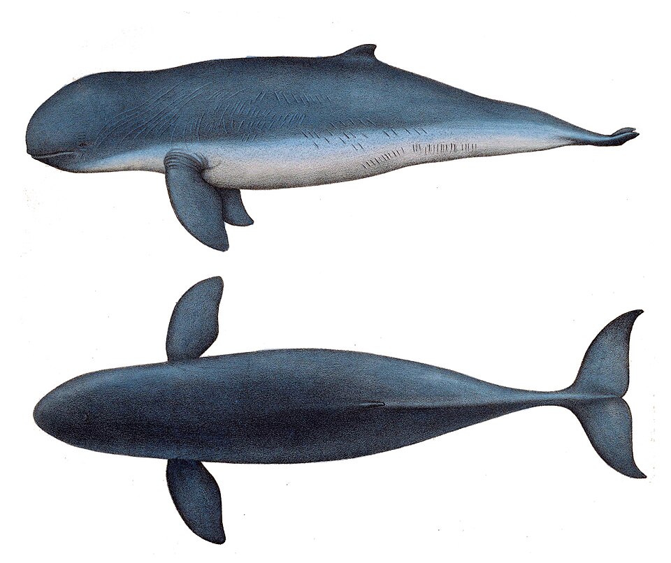 Irrawaddy dolphin