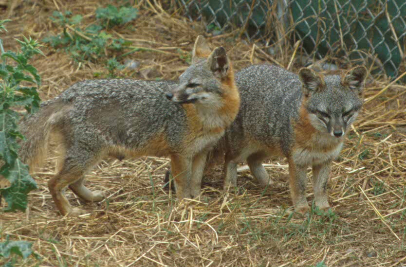 island fox