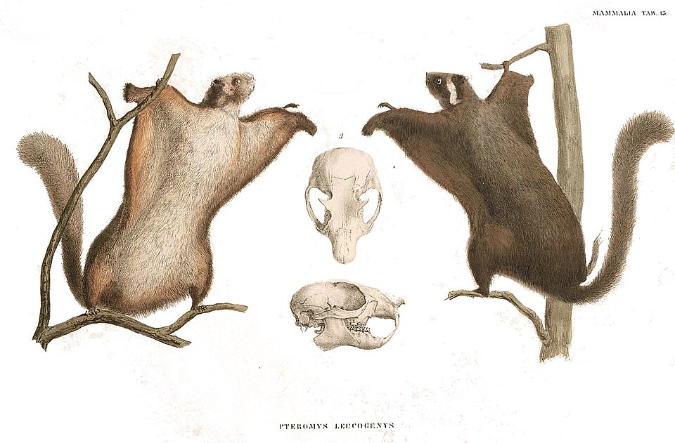 Japanese giant flying squirrel