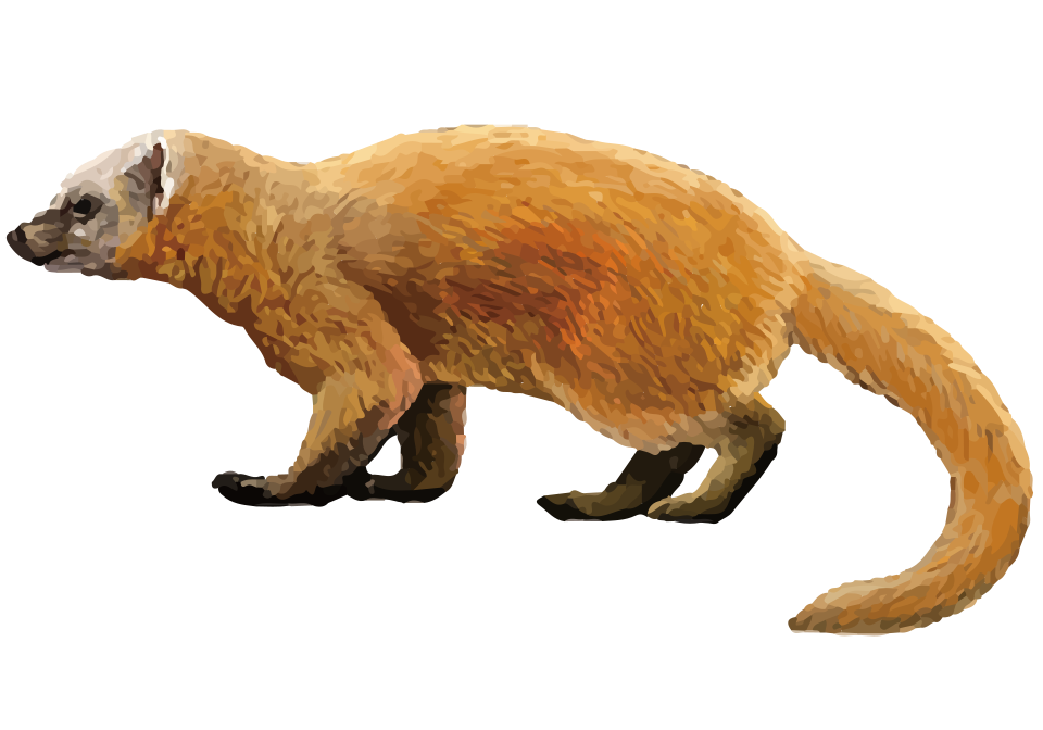 Japanese marten